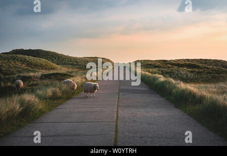 Lustige Tiere Bild von Schafen, die über eine Landstraße, auf der Dünen mit Gras und Moos von der Insel Sylt, Deutschland, bei Sonnenaufgang. Stockfoto