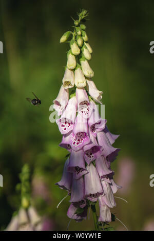 Hummel auf einer Digitalis im Wald Stockfoto