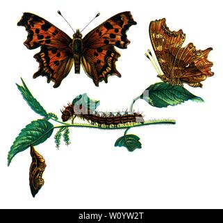 Vanessa C-Album, The Comma Butterfly (Polygonia c-Album) Color Butterfly / Moth Lithograph aus dem Jahr 1895 Buch Europe’s Best-known Butterflies von F. Nemos Stockfoto