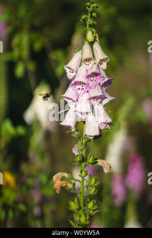 Hummel auf einer Digitalis im Wald Stockfoto