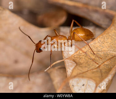 Große braune Camponotus ant Kriechen auf Blatt im Wald Stockfoto