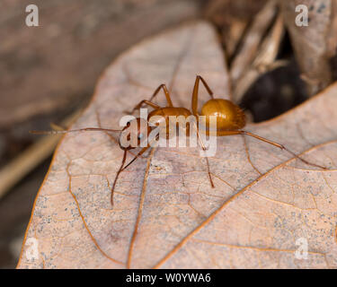 Große braune Camponotus ant Kriechen auf Blatt im Wald Stockfoto