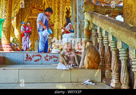 POPA, MYANMAR - 26. FEBRUAR 2018: Die Affen sitzen auf der Treppe der Galerie der Popa Taung Kalat Tempel eine Erdnüsse essen, am 26. Februar in Popa Stockfoto