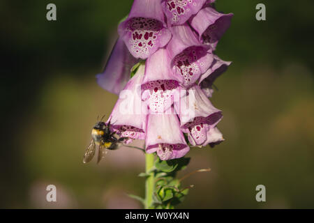 Hummel auf einer Digitalis im Wald Stockfoto