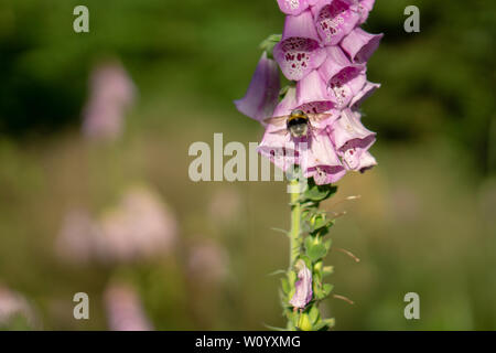 Hummel auf einer Digitalis im Wald Stockfoto