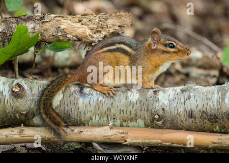 Chipmunk in der Wildnis auf einem Baumstamm Schmieden für Lebensmittel in den Wäldern Stockfoto