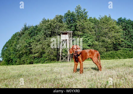 An einem sonnigen Nachmittag eine schöne 15-week-old Irish Setter Welpen steht im jagdlichen Bereich vor der acht Meter hohen Jagd Rednerpult, wo Stockfoto