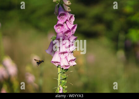 Hummel auf einer Digitalis im Wald Stockfoto
