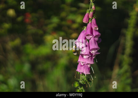 Hummel auf einer Digitalis im Wald Stockfoto
