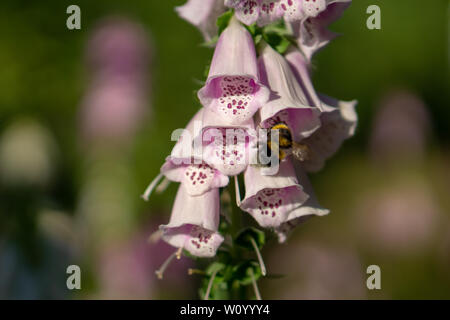 Hummel auf einer Digitalis im Wald Stockfoto