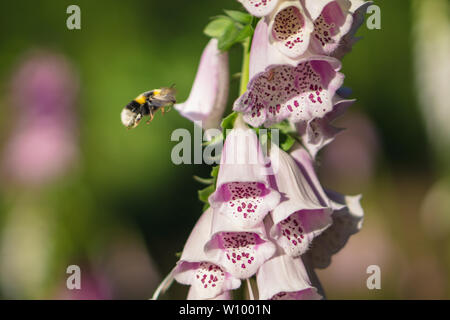 Hummel auf einer Digitalis im Wald Stockfoto