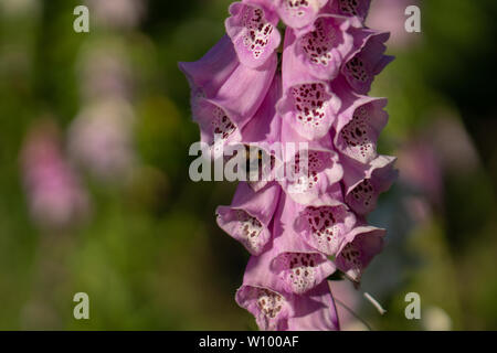 Hummel auf einer Digitalis im Wald Stockfoto
