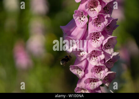 Hummel auf einer Digitalis im Wald Stockfoto