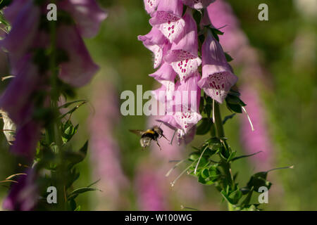 Hummel auf einer Digitalis im Wald Stockfoto