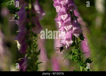 Hummel auf einer Digitalis im Wald Stockfoto