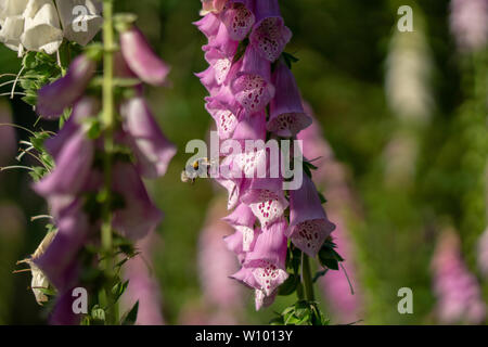Hummel auf einer Digitalis im Wald Stockfoto