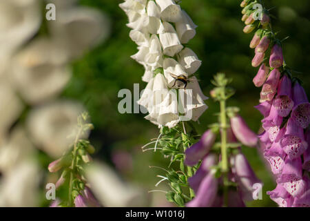 Hummel auf einer Digitalis im Wald Stockfoto