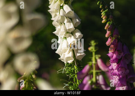 Hummel auf einer Digitalis im Wald Stockfoto