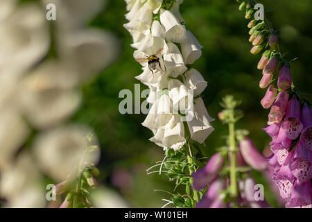 Hummel auf einer Digitalis im Wald Stockfoto