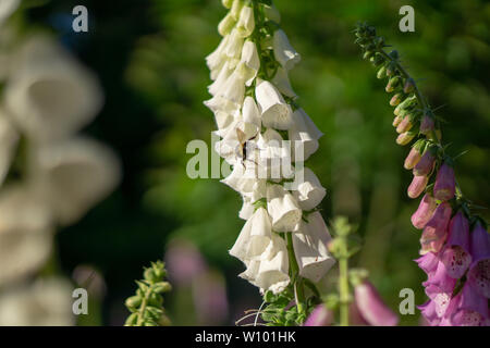 Hummel auf einer Digitalis im Wald Stockfoto