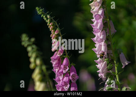 Hummel auf einer Digitalis im Wald Stockfoto