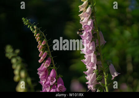 Hummel auf einer Digitalis im Wald Stockfoto