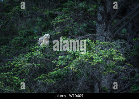 Great horned Owl in einem Baum, Canmore, Alberta, kanadische Rockies sitzen Stockfoto