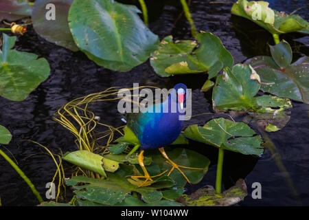 Purple Gallinule auf Lily Pads in den Everglades National Park, Florida, USA Stockfoto