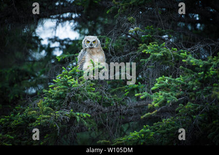 Great horned Owl in einem Baum, Canmore, Alberta, kanadische Rockies sitzen Stockfoto