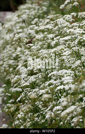 Bank von Kuh Petersilie neben einer Straße. Anthriscus sylvestris. Stockfoto