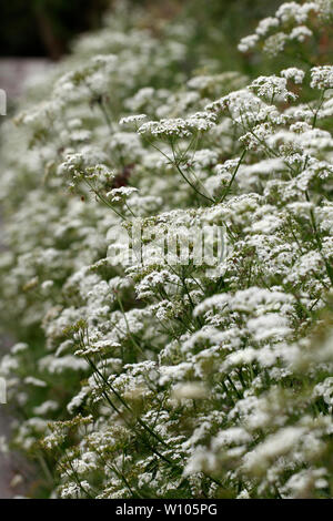 Bank von Kuh Petersilie neben einer Straße. Anthriscus sylvestris. Stockfoto