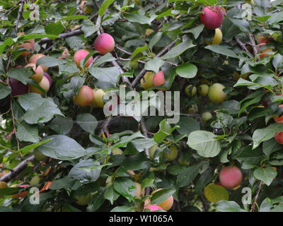 Pflaumen auf Pflaumenbaum, Prunus cerasifera, Kirsche - Pflaumen Stockfoto