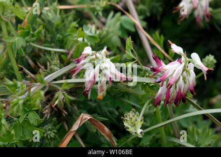Rampen-Erdrauch (Fumaria Capreolata) Blüten Stockfoto