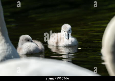 Cygnets Höckerschwan (Cygnus olor) Schwimmen an einem sonnigen Tag im Frühjahr (Wien, Österreich) Stockfoto