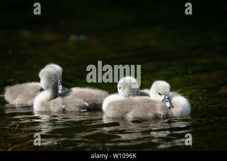 Cygnets Höckerschwan (Cygnus olor) Schwimmen an einem sonnigen Tag im Frühjahr (Wien, Österreich) Stockfoto