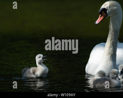 Höckerschwan (Cygnus olor) und Weinen cygnet an einem sonnigen Tag im Frühjahr (Wien, Österreich) Stockfoto