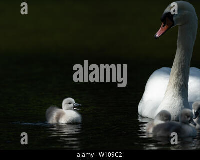 Höckerschwan (Cygnus olor) und Weinen cygnet an einem sonnigen Tag im Frühjahr (Wien, Österreich) Stockfoto