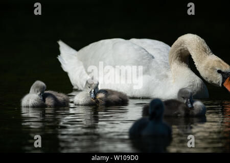 Cygnets Höckerschwan (Cygnus olor) Schwimmen an einem sonnigen Tag im Frühjahr (Wien, Österreich) Stockfoto