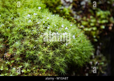 Büschel Moos auf Steinen mit Eiszapfen und Wassertropfen Nahaufnahme Stockfoto