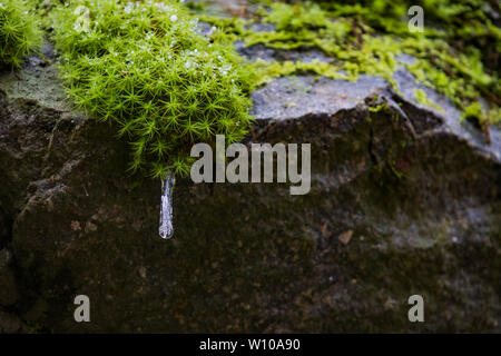 Büschel Moos auf Steinen mit Eiszapfen und Wassertropfen Nahaufnahme Stockfoto