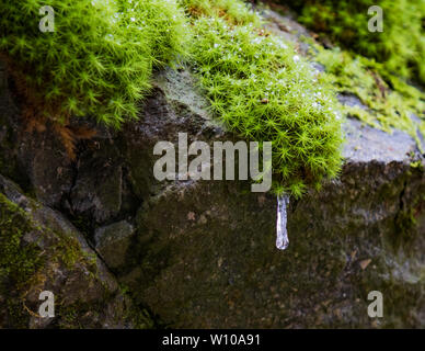 Büschel Moos auf Steinen mit Eiszapfen und Wassertropfen Nahaufnahme Stockfoto