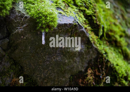 Büschel Moos auf Steinen mit Eiszapfen und Wassertropfen Nahaufnahme Stockfoto