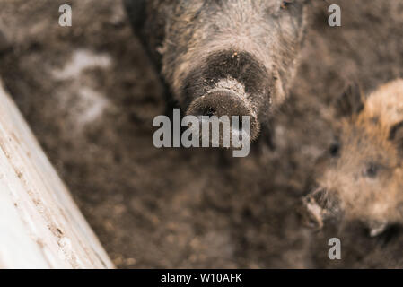 Ferkel in die Linse der Kamera. Dirty Wildschwein Nase. Schwein Schwein auf einem Bauernhof Stockfoto