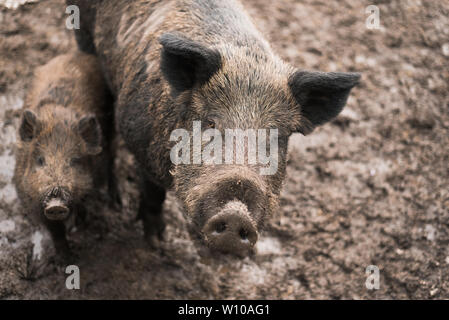 Dirty Wildschweine auf einem Bauernhof außerhalb. Mama und Baby Wildschwein im Schlamm. Schweine in Braun Land Stockfoto