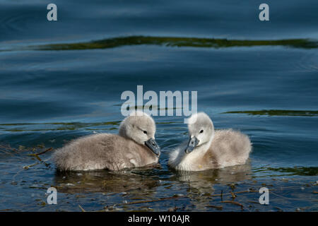 Cygnets Höckerschwan (Cygnus olor) Schwimmen an einem sonnigen Tag im Frühjahr (Wien, Österreich) Stockfoto