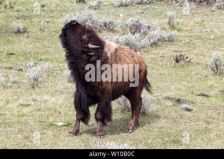 Bison (Bison bison) im Lamar Tal des Yellowstone National Park Stockfoto