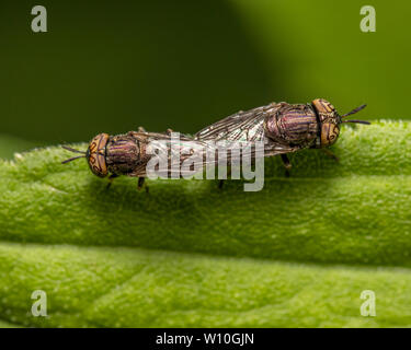 Wellenförmige Mucksucker (Orthonevra Nitida) fliegt mit einem charakteristischen Muster auf facettenaugen Paaren auf einem grünen Blatt Stockfoto