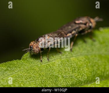 Wellenförmige Mucksucker (Orthonevra Nitida) fliegt mit einem charakteristischen Muster auf facettenaugen Paaren auf einem grünen Blatt Stockfoto