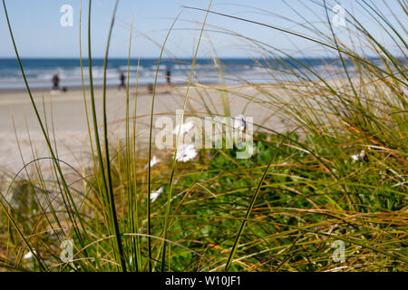 Strand Gras im Fokus und wilden Gänseblümchen mit Defokussierten Menschen, Waihi Beach und das Meer im Hintergrund Stockfoto