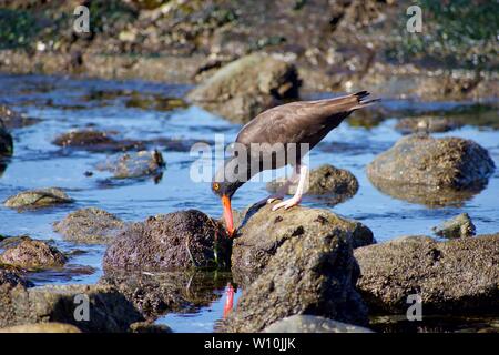 Austernfischer Feeds auf einer limpet auf Felsen der Küste bei Klee, Victoria, British Columbia gefunden Stockfoto